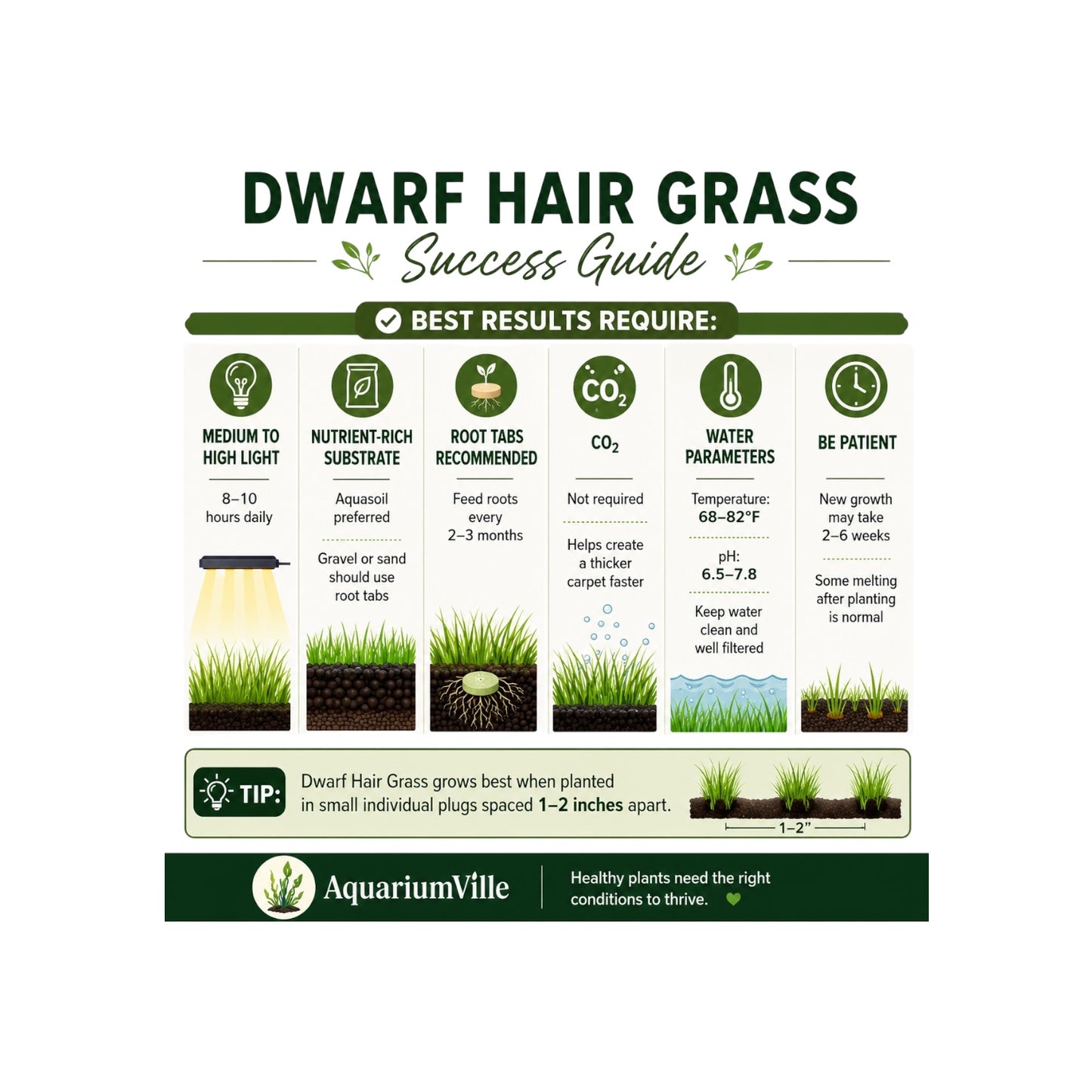 Dwarf Hair Grass Plug Live Aquarium Plant – Easy Carpeting Plant