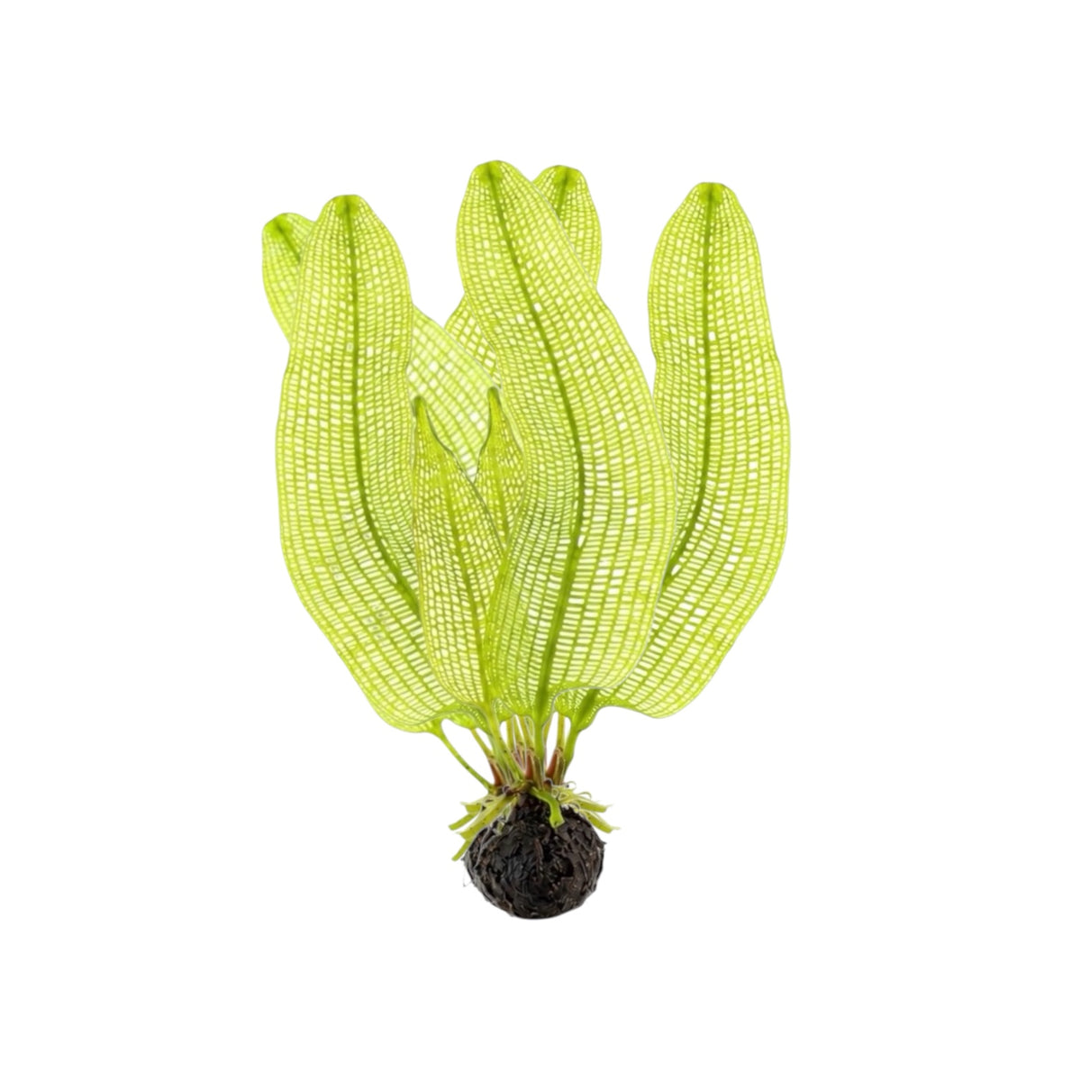 Madagascar lace aquarium plant with bright green perforated leaves growing from a dark bulb on a white background.