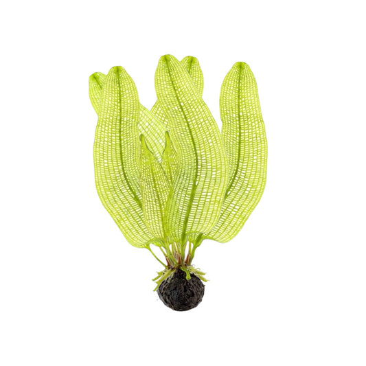 Madagascar lace aquarium plant with bright green perforated leaves growing from a dark bulb on a white background.