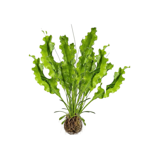 Aponogeton ulvaceus aquarium plant with bright green wavy leaves growing from a bulb and root base on a white background.