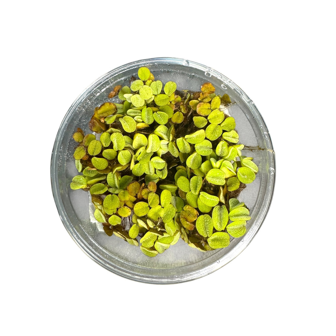 Fresh green salvinia minima  leaves floating on the surface of clear water inside a round transparent plastic dish, photographed from above on a white background.