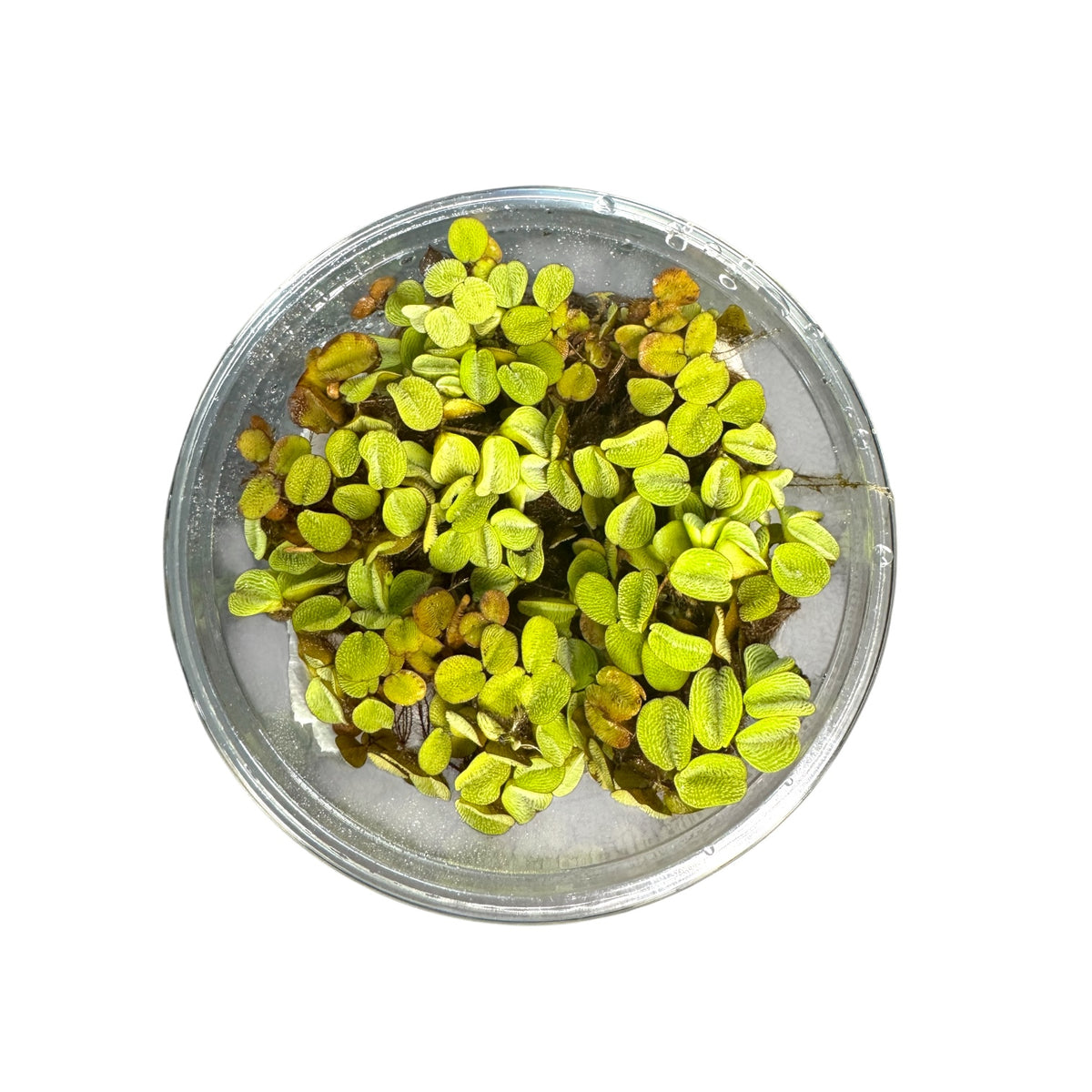 Fresh green salvinia minima  leaves floating on the surface of clear water inside a round transparent plastic dish, photographed from above on a white background.