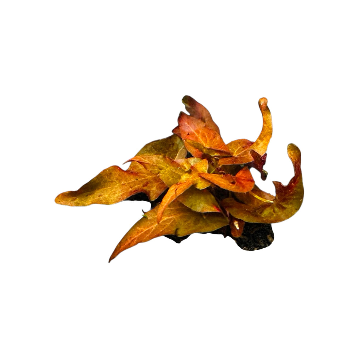 Dwarf Lily Bulb Live Aquarium Plant | Nymphaea micrantha | Easy Red Aquarium Lily | Rooted Bulb | Freshwater Aquatic Plant