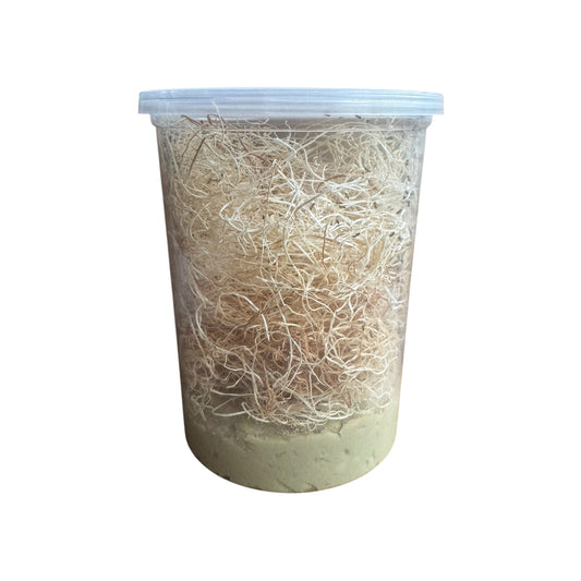 Wingless Fruit Fly Culture - Live Feeder Insects for Reptiles, Frogs & Fish
