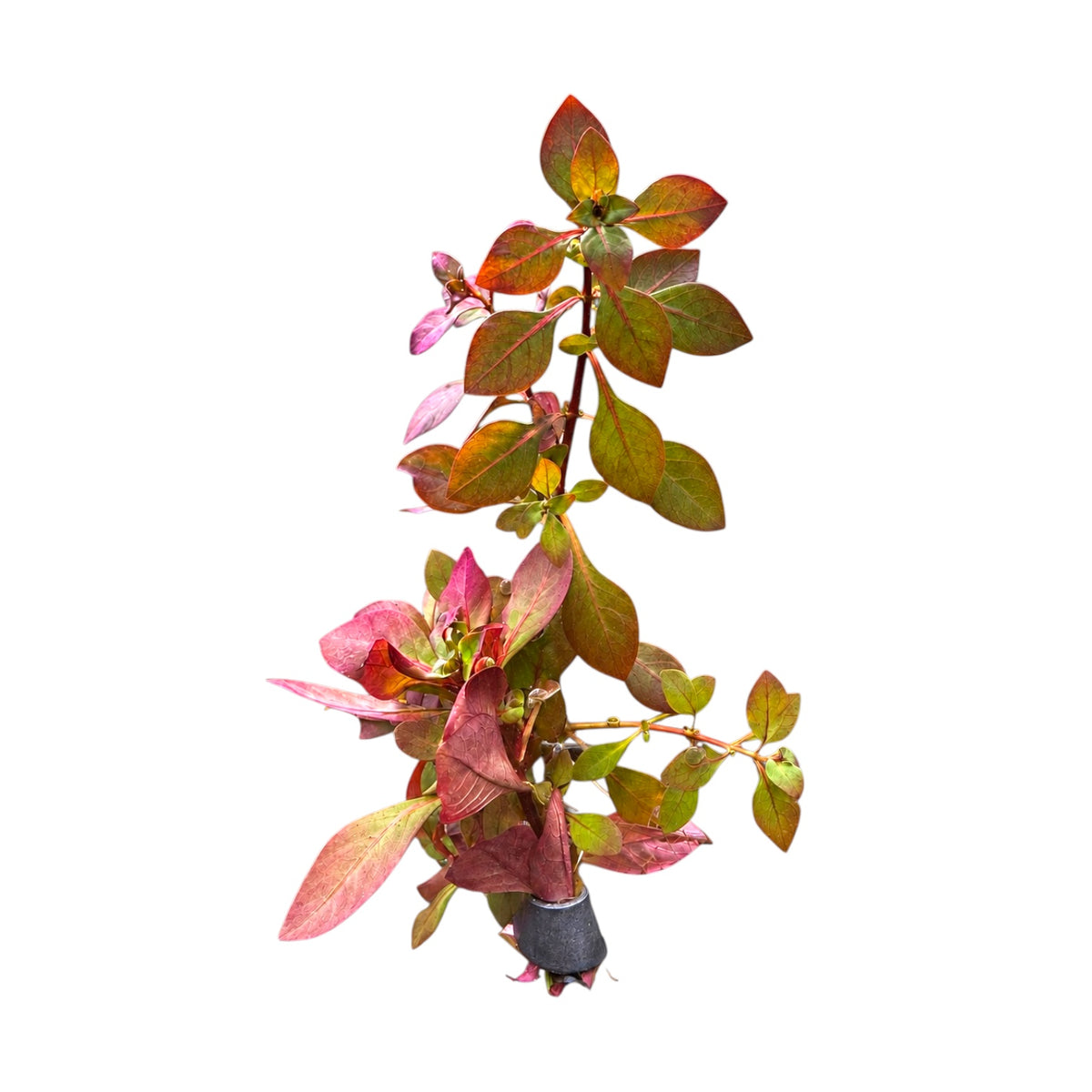 Ludwigia Super Red Mini – Live Aquarium Stem Plant – Vibrant Red