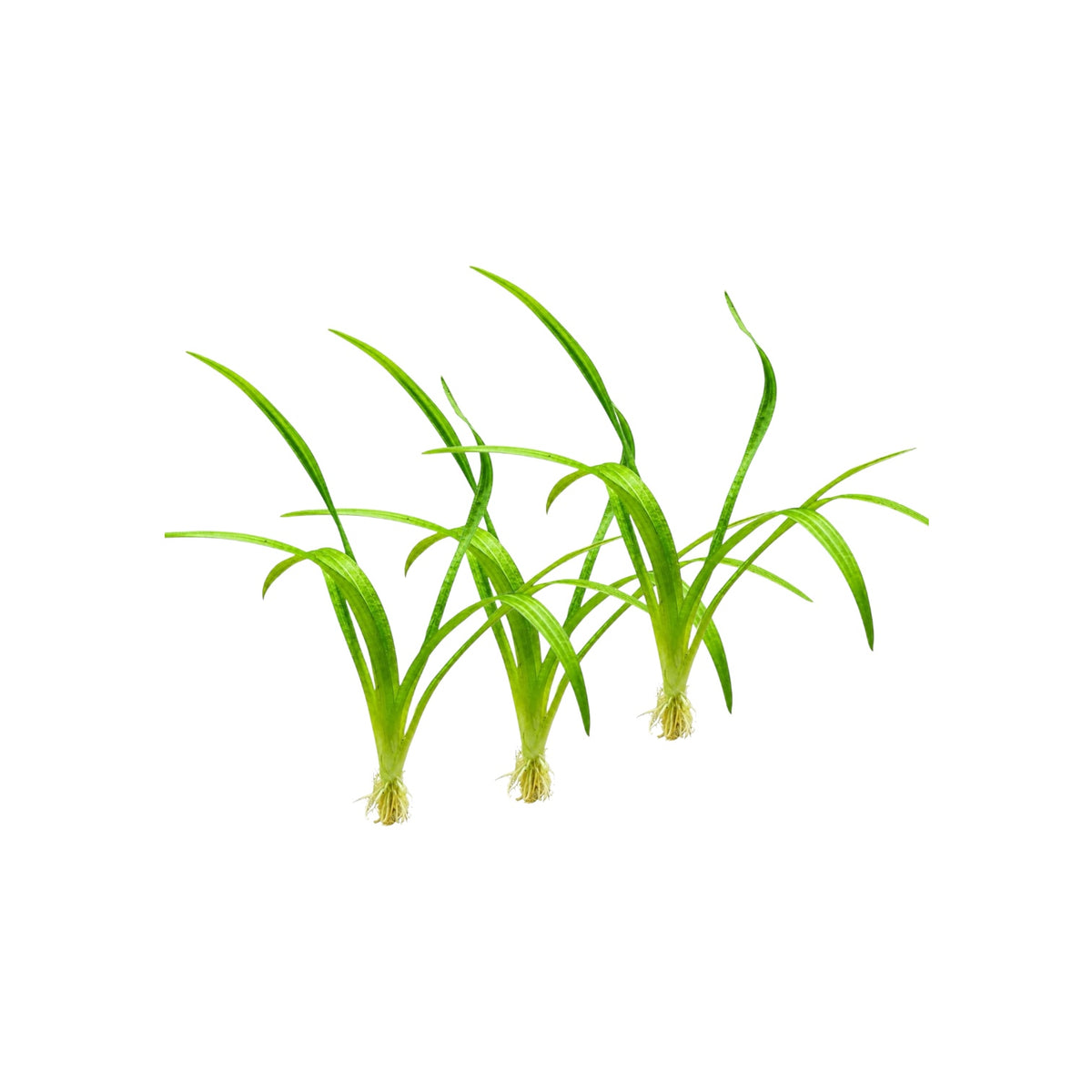 Dwarf Sagittaria Subulata