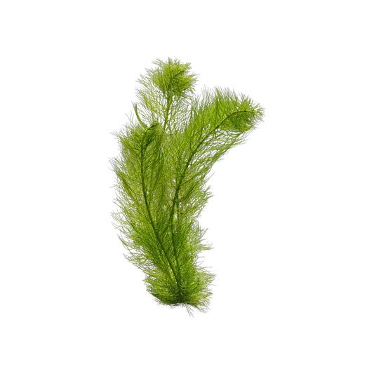 Green Myrio Aquarium Plant – Myriophyllum Aquatic Stem Plant – Easy Freshwater Plant for Fish, Shrimp & Planted Tanks