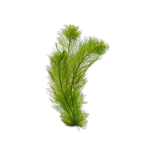 Green Myrio Aquarium Plant – Myriophyllum Aquatic Stem Plant