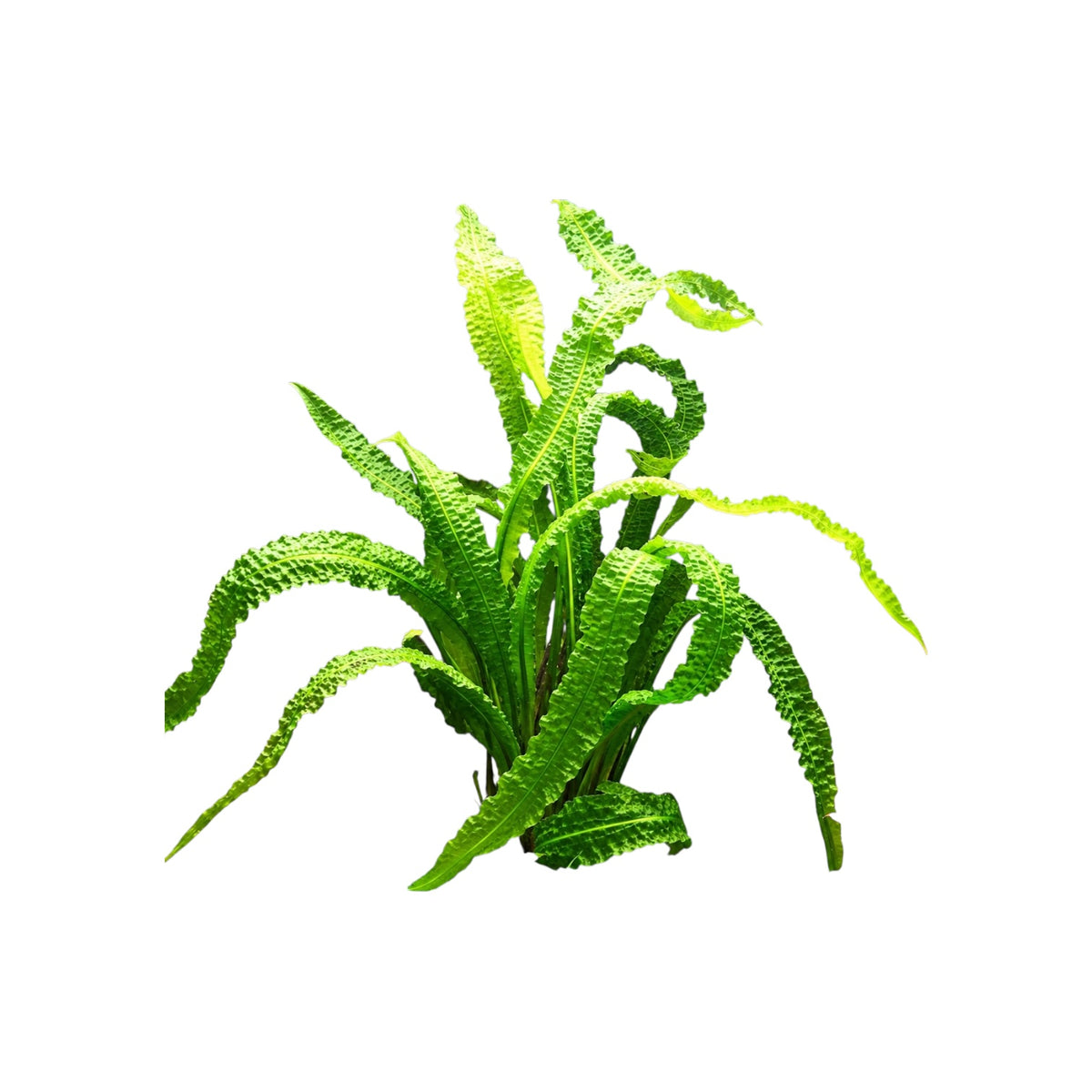 Aponogeton boivinianus aquarium plant with long, dark green leaves featuring deeply textured, hammered surfaces on a white background.