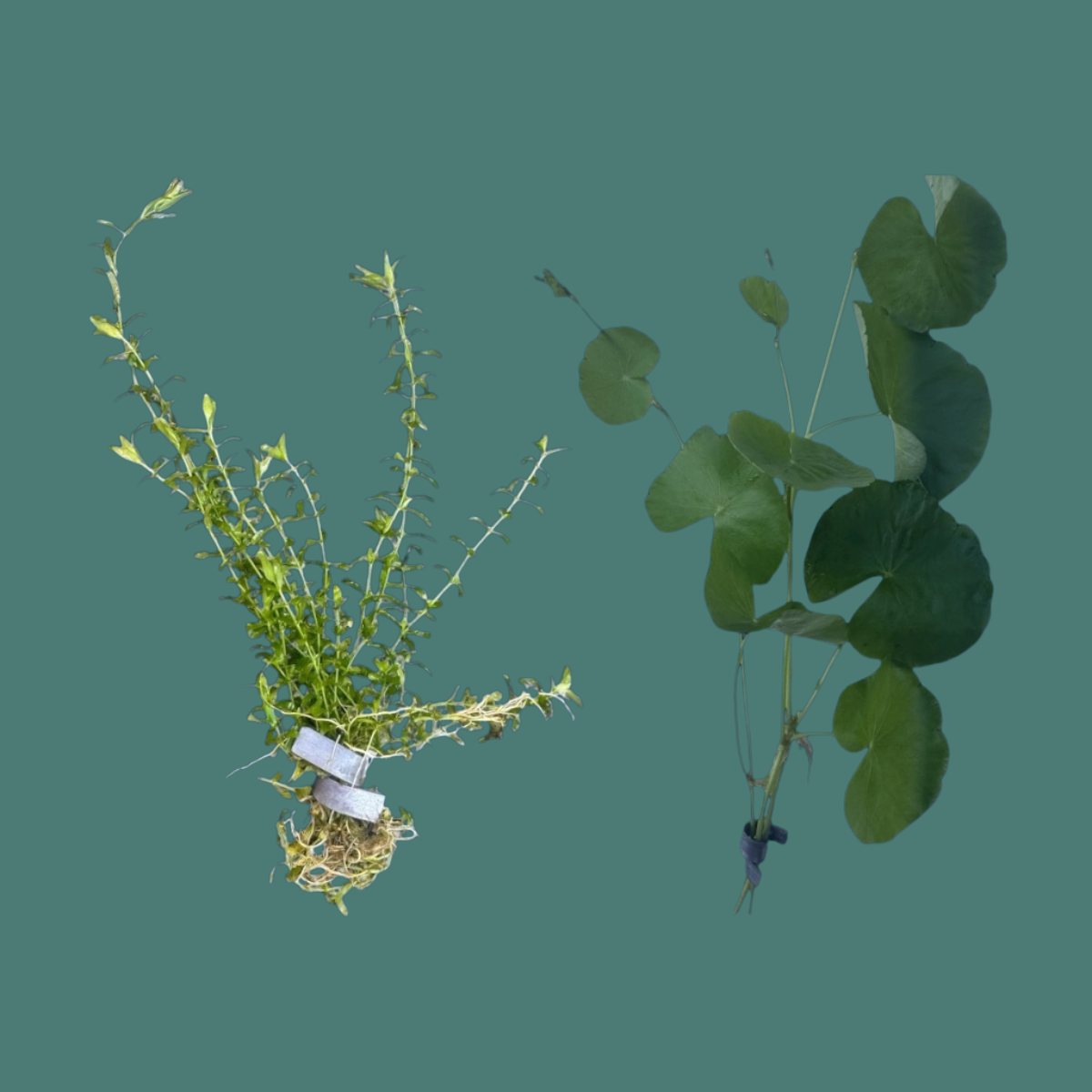 Two aquatic plants, pearl weed and pennywort, on a teal background