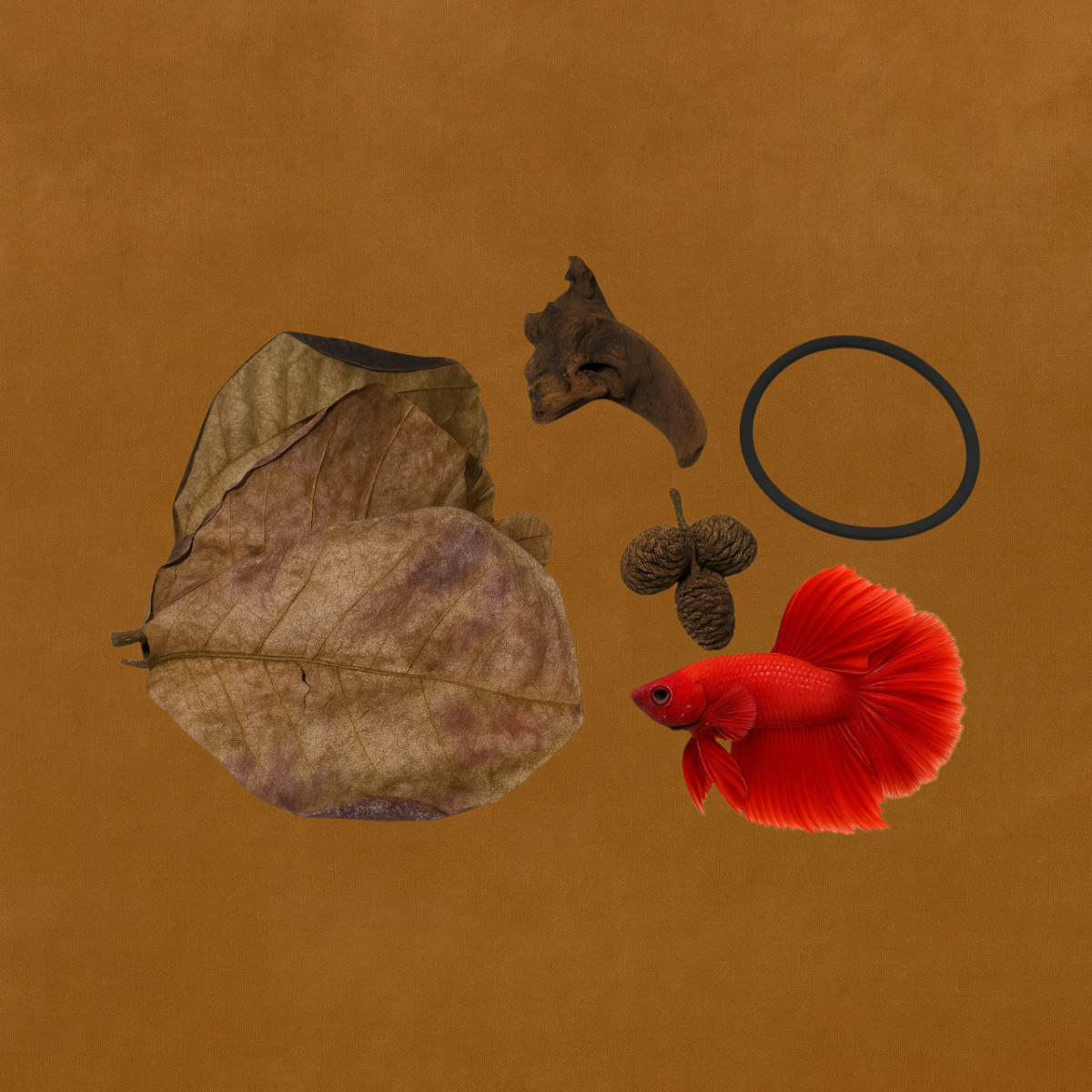 Aquarium Tannin Pack for Betta w/ Driftwood and Free Floating Feeding Ring