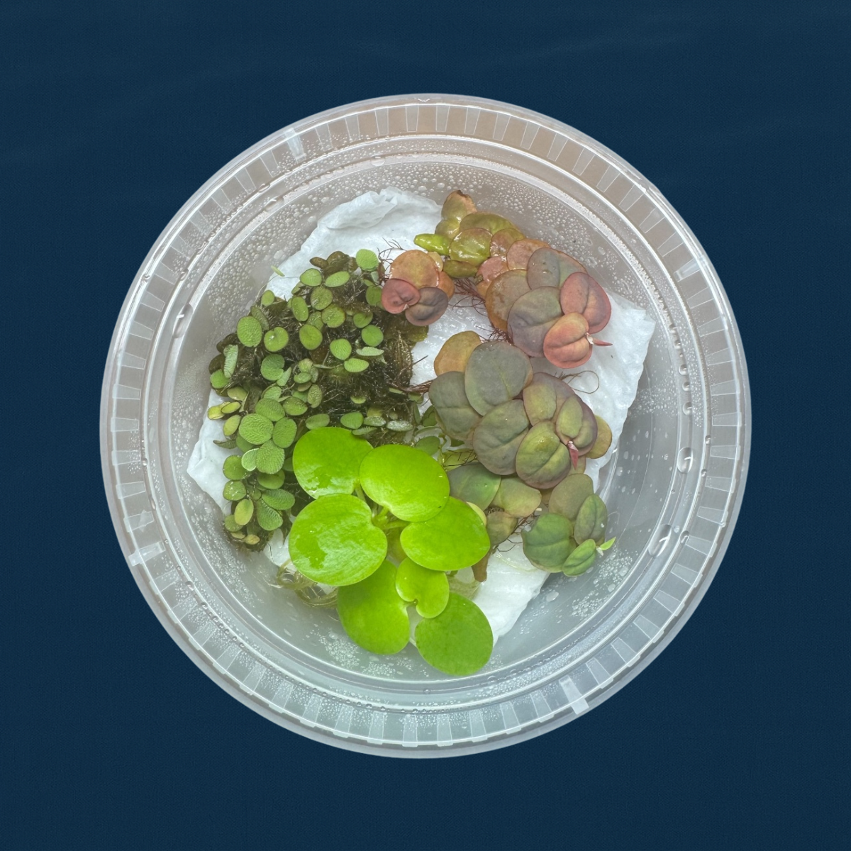 Aquarium Floating Plant Bundle – 6 Live Plants (2 Red Root, 2 Frogbit, 2 Salvinia) – Freshwater Aquascape Variety Pack