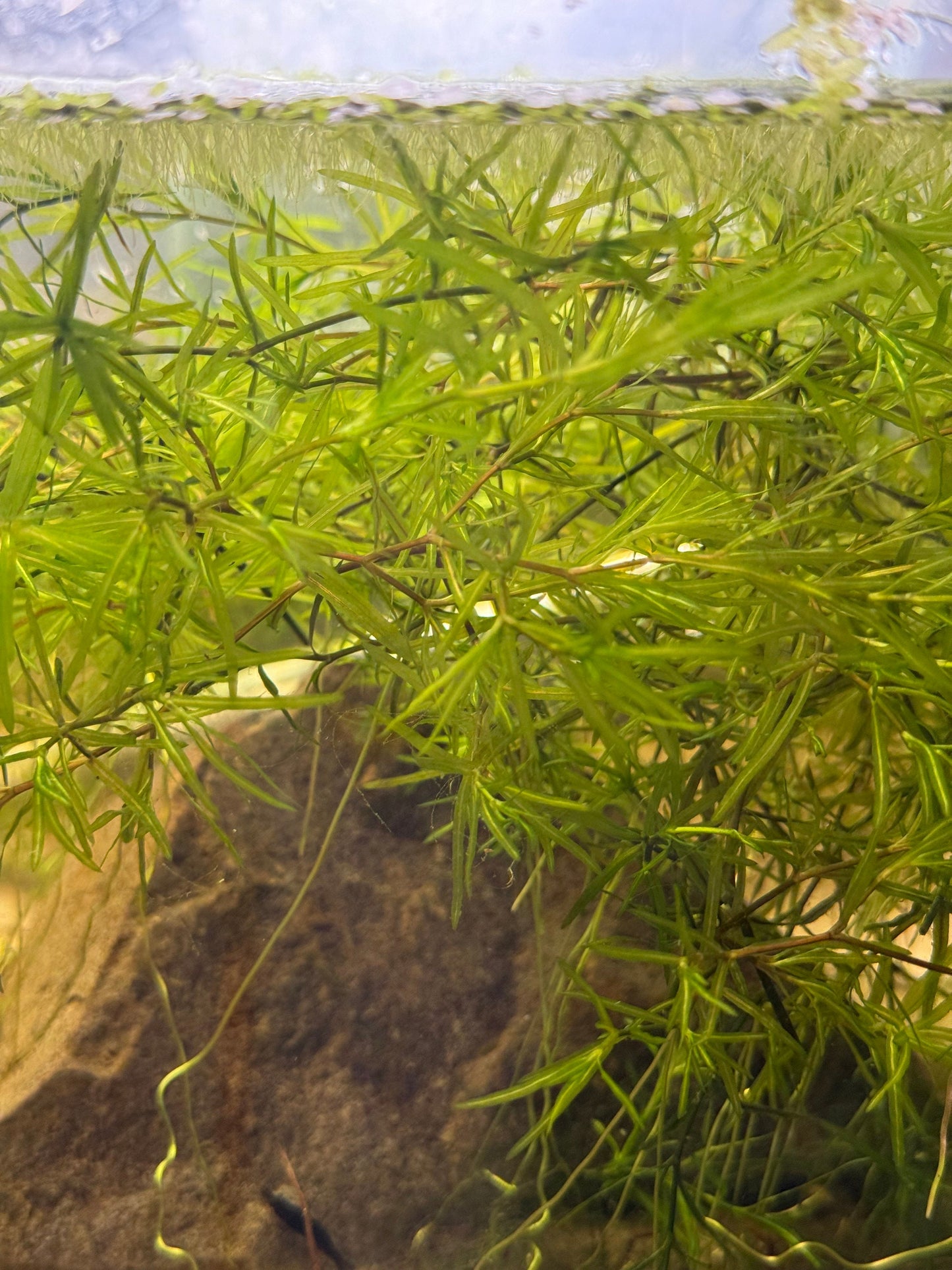 Guppy Grass / Najas Grass Aquarium Stem Plant. Aquatic Floating Plant. Great Plant for Shrimp and Fry to Hideout