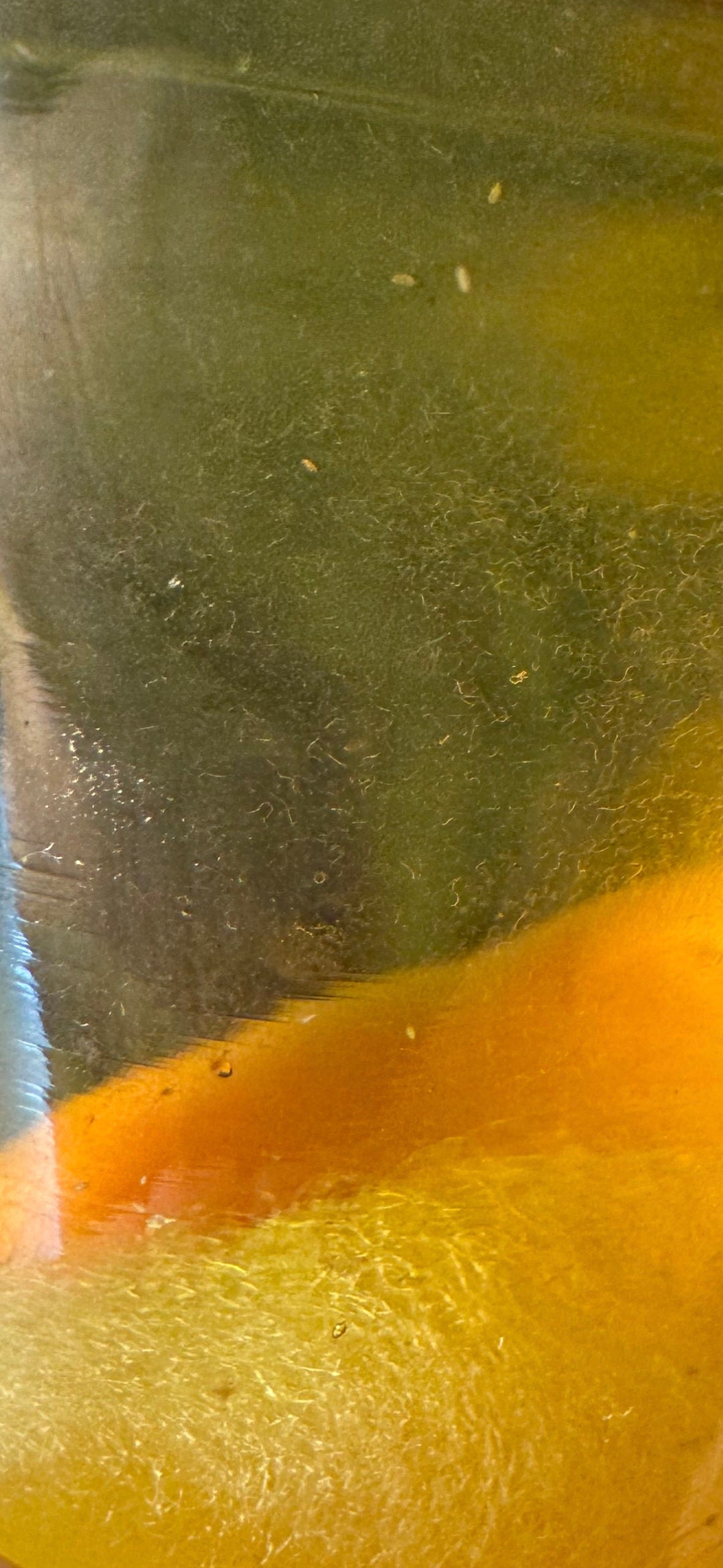 vinegar eel culture close up