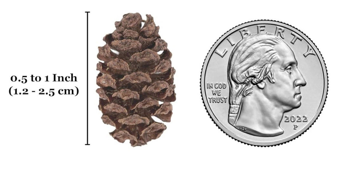 alder cone size comparison up
close