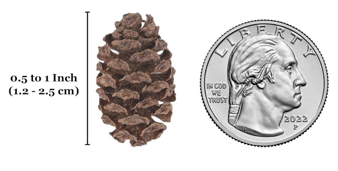 alder cone size comparison up
close
