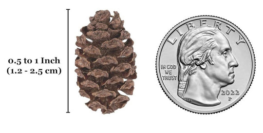 alder cone size comparison up
close