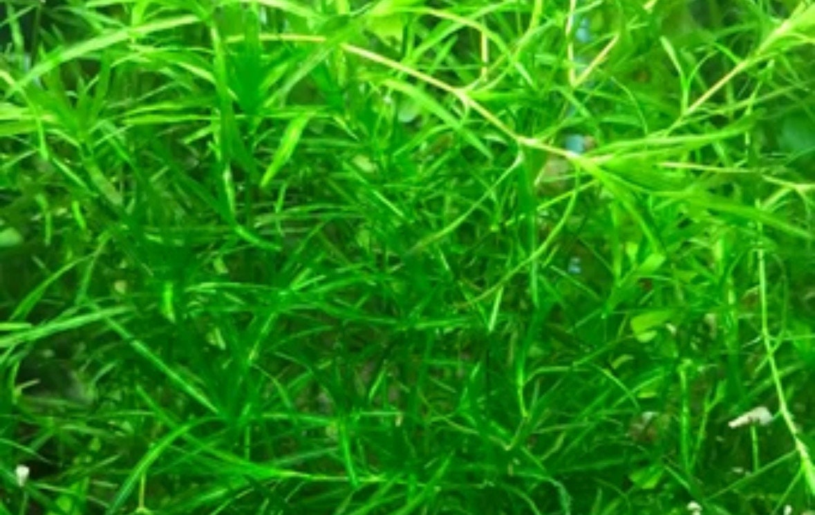 Guppy Grass / Najas Grass Aquarium Stem Plant. Aquatic Floating Plant. Great Plant for Shrimp and Fry to Hideout