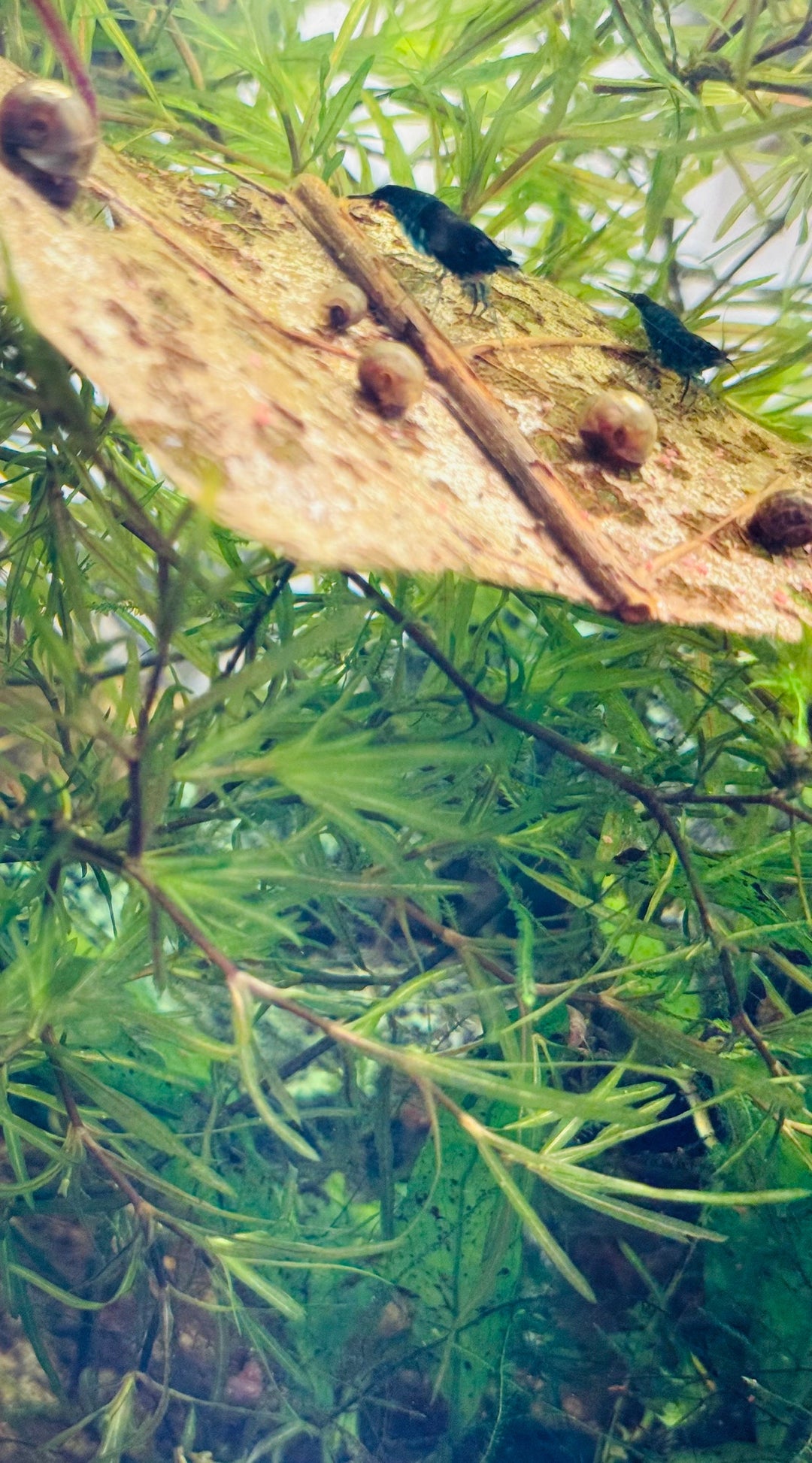 Indian almond leaf closeup