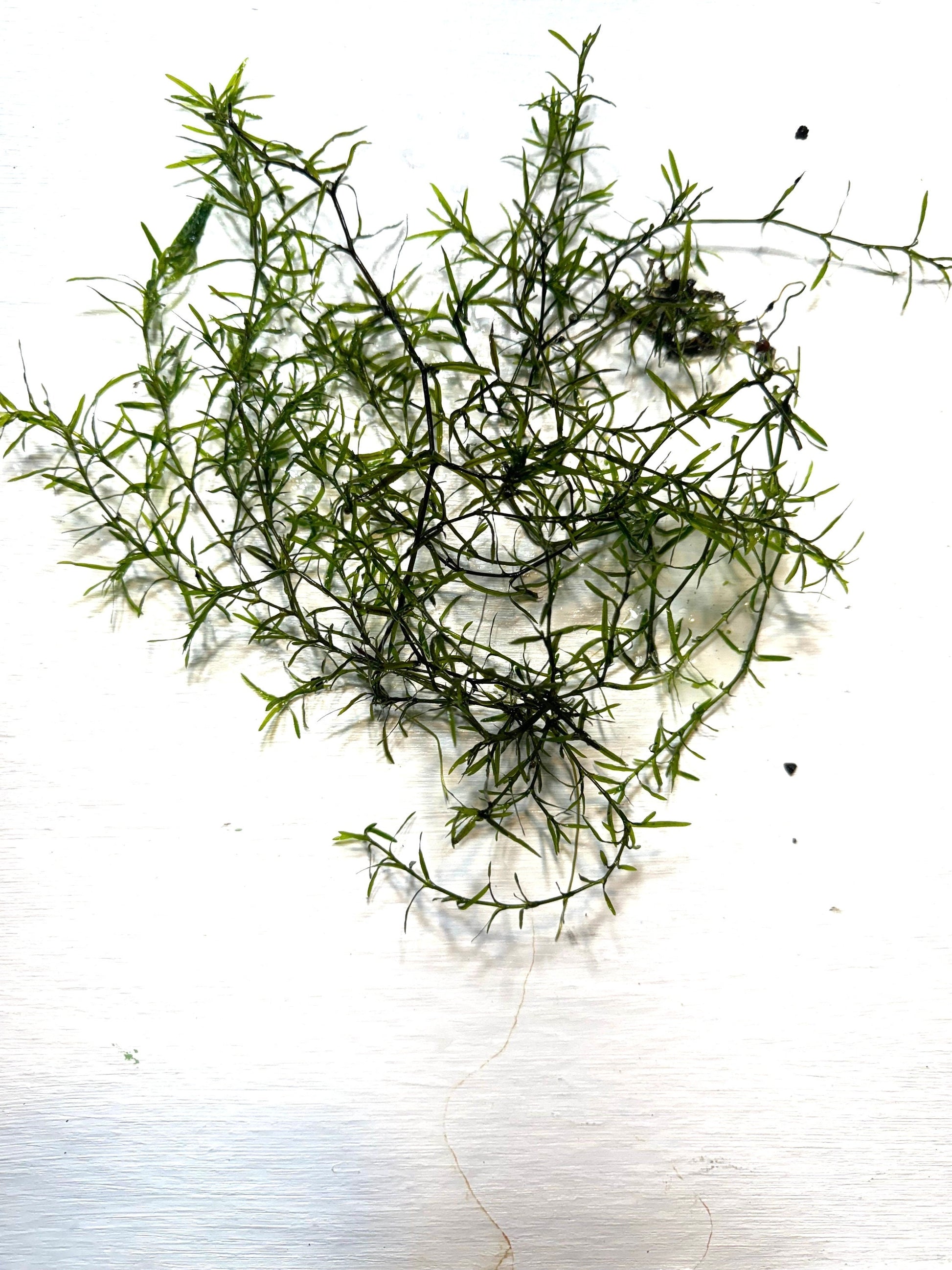 Guppy Grass / Najas Grass Aquarium Stem Plant. Aquatic Floating Plant. Great Plant for Shrimp and Fry to Hideout