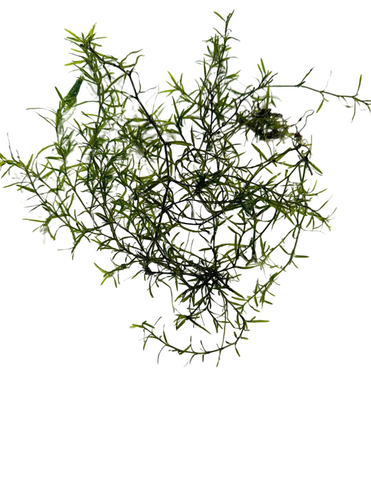 guppy grass closeup