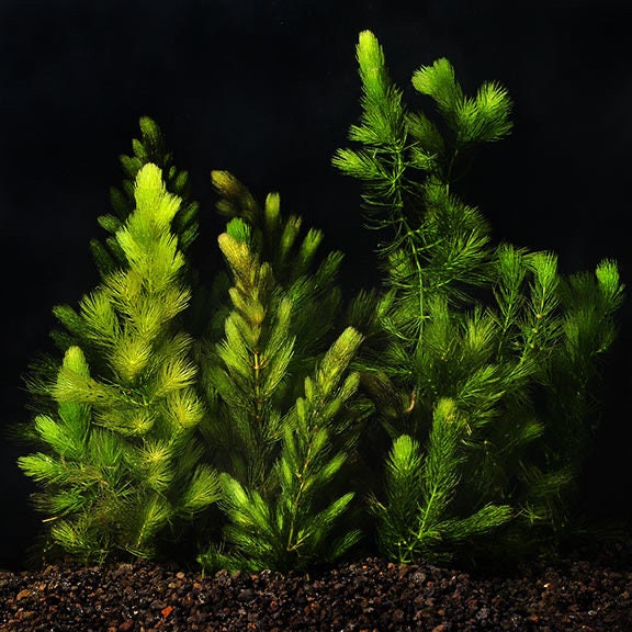 Hornwort, Ceratophyllum Demersum Live Aquarium Plant for Aquascaping. Great for Shrimp and Fry