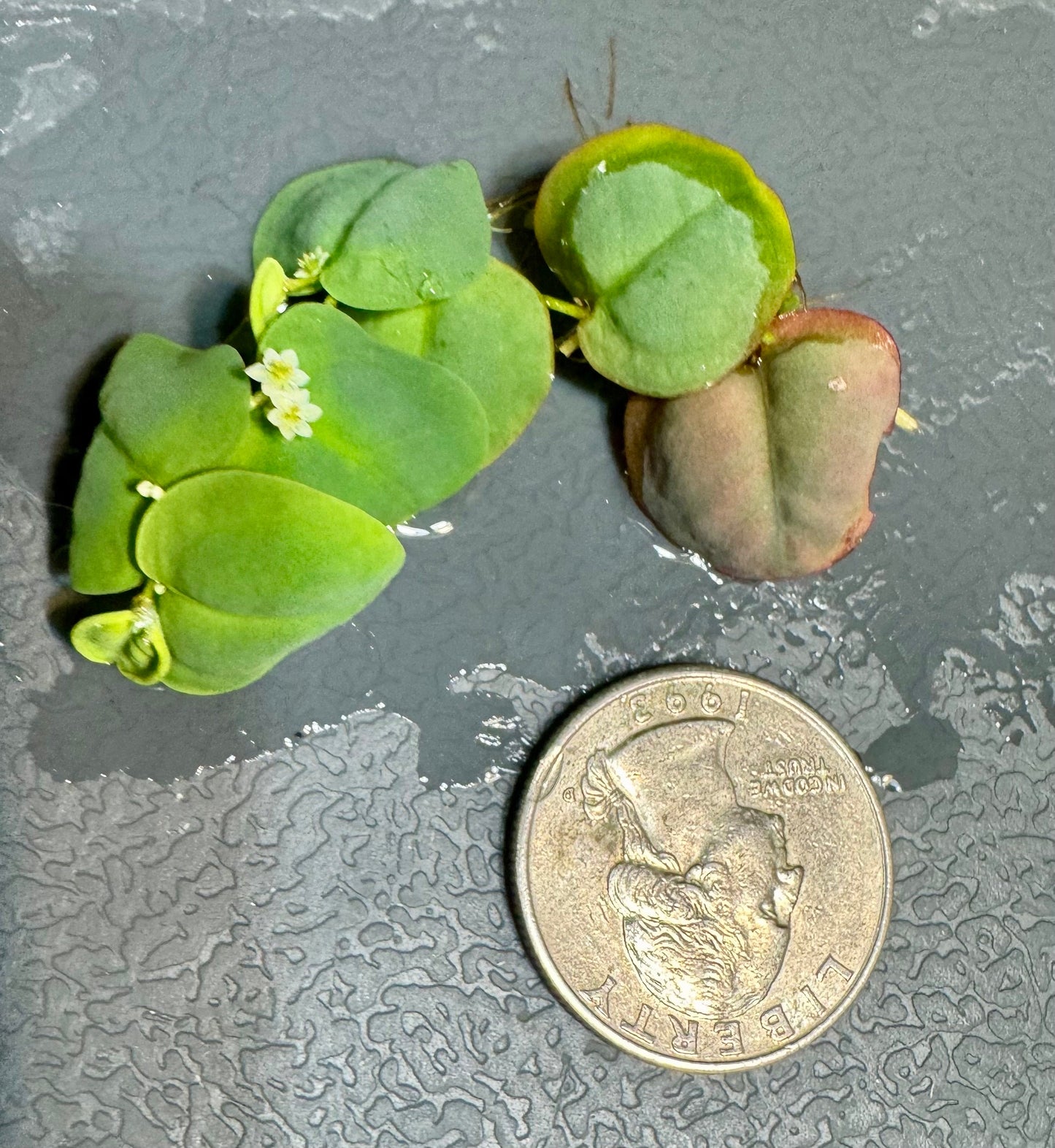 red root floater