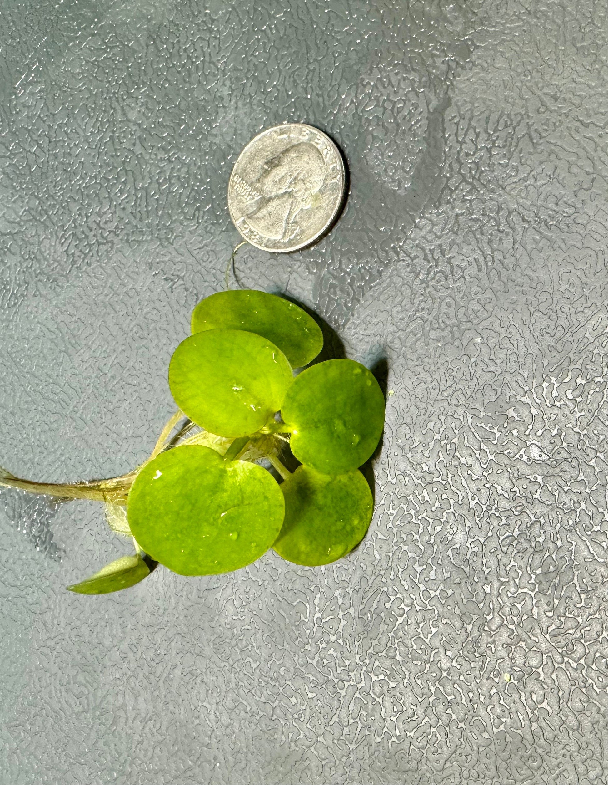 Frogbit floating plans i