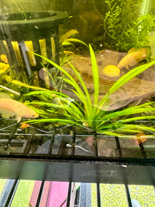 dwarf sagittaria closeup