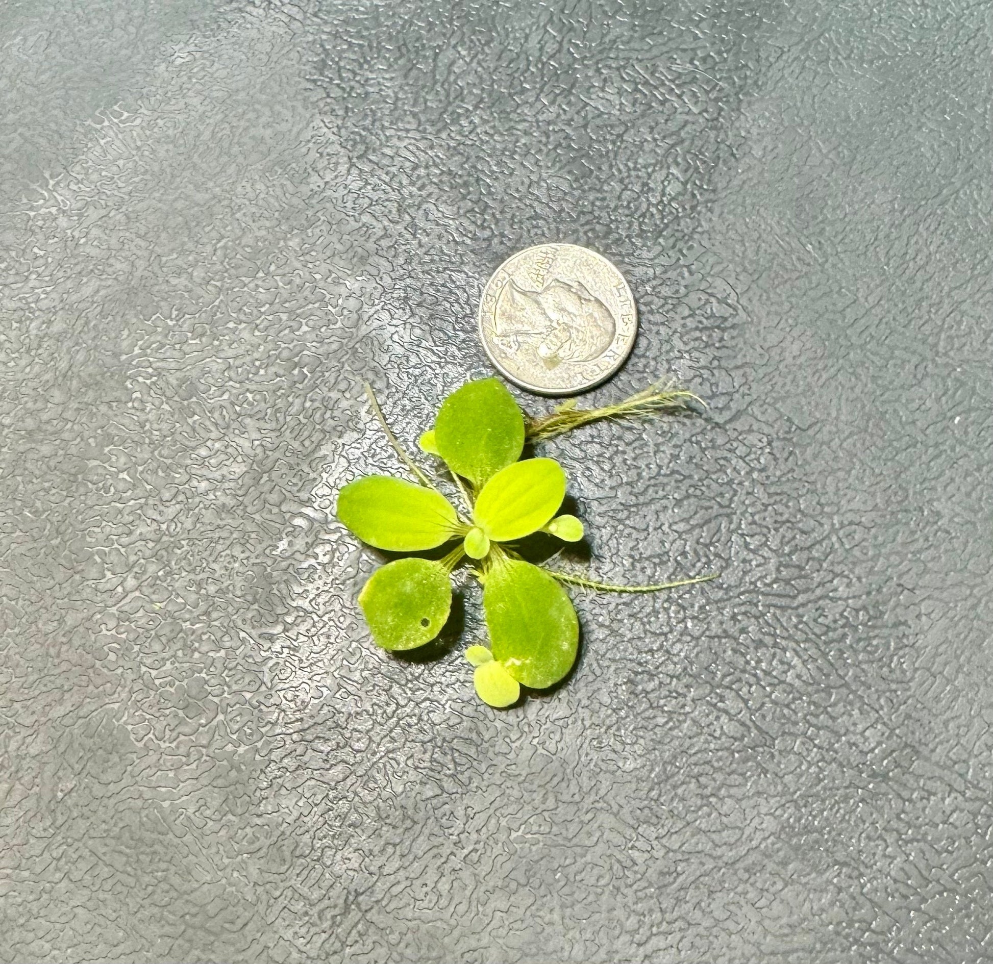 Water Lettuce