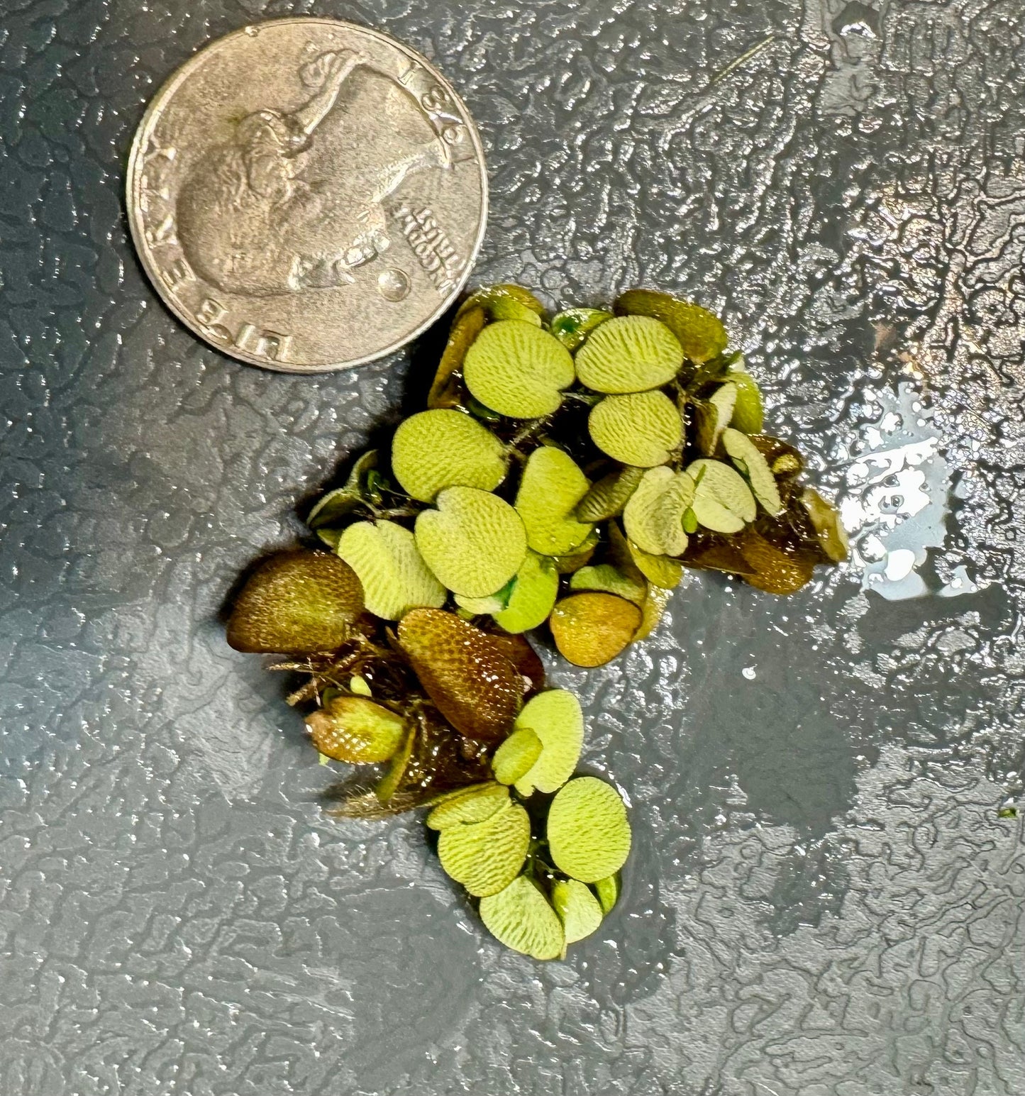 salvinia