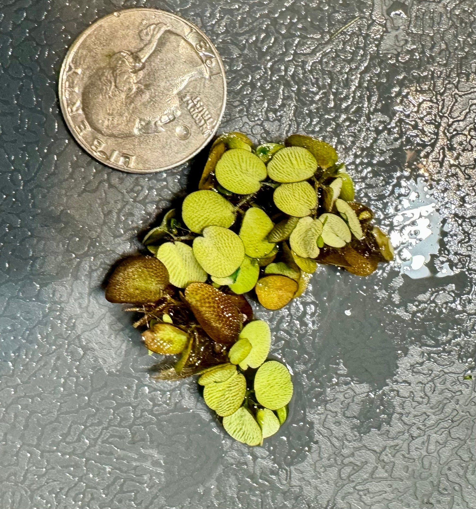 salvinia