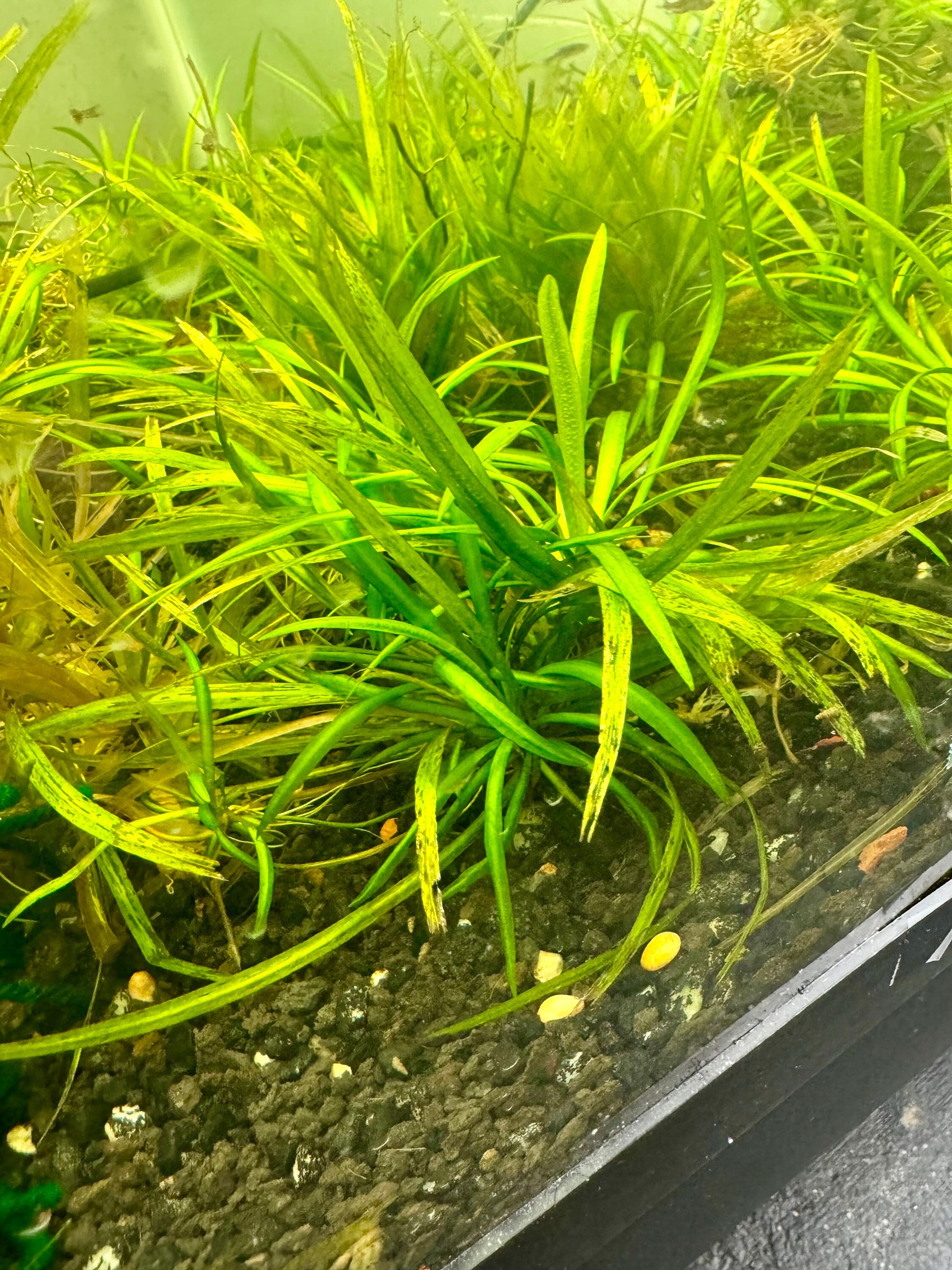 Dwarf Sagittaria Closeup