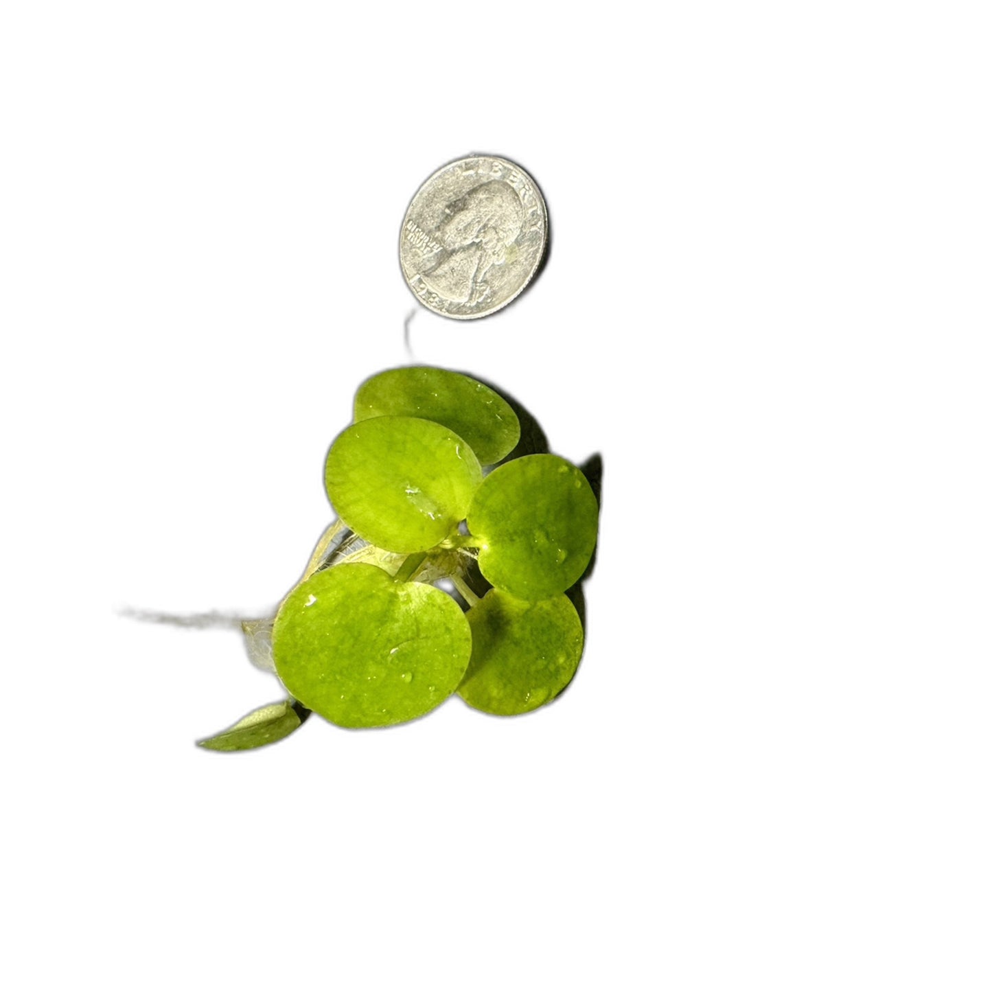 Frogbit size comparison