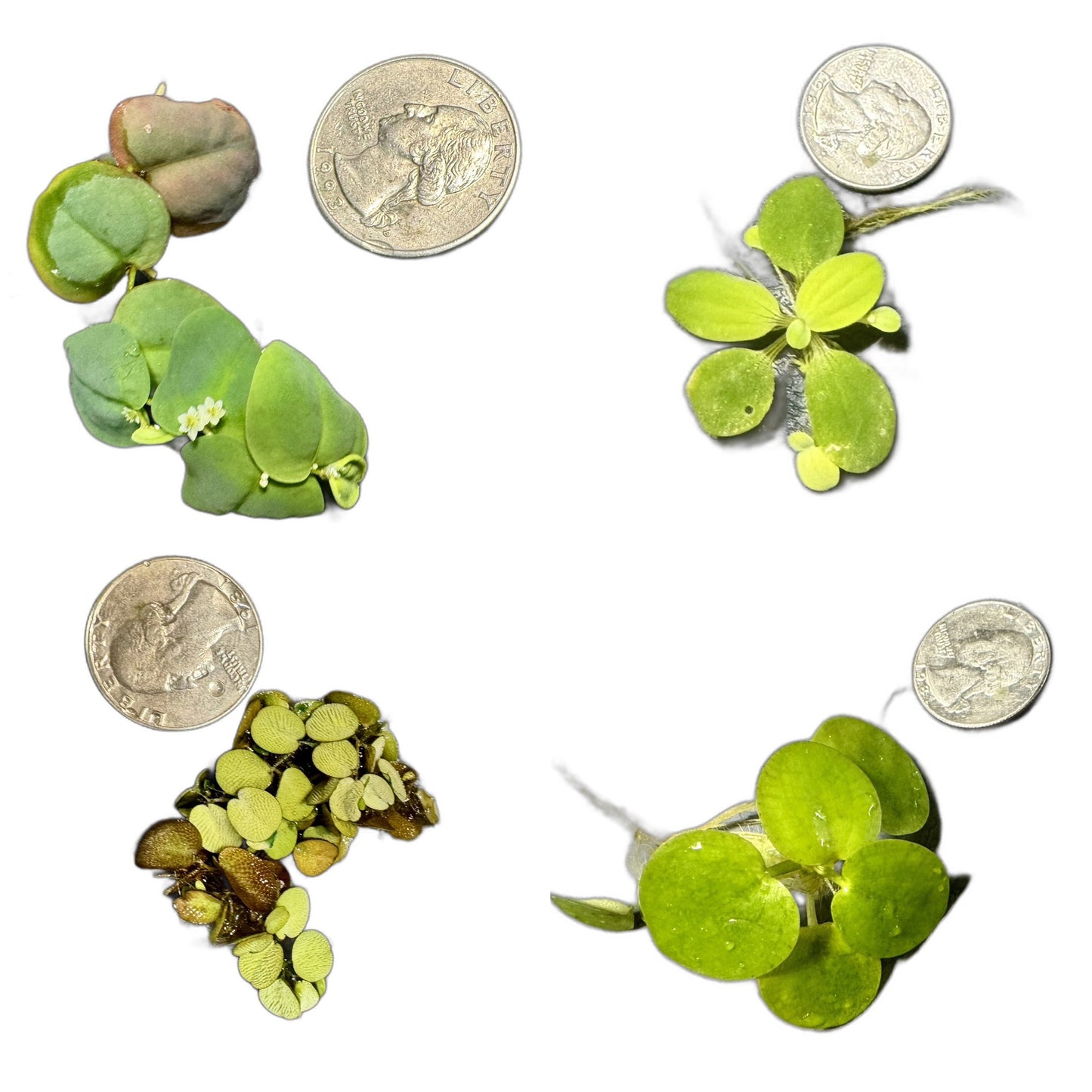 Aquarium Floating Plant 4 pack. Red Root Floater. Frogbit. Salvinia. Water Lettuce.