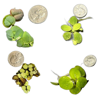 Aquarium Floating Plant 4 pack. Red Root Floater. Frogbit. Salvinia. Water Lettuce.