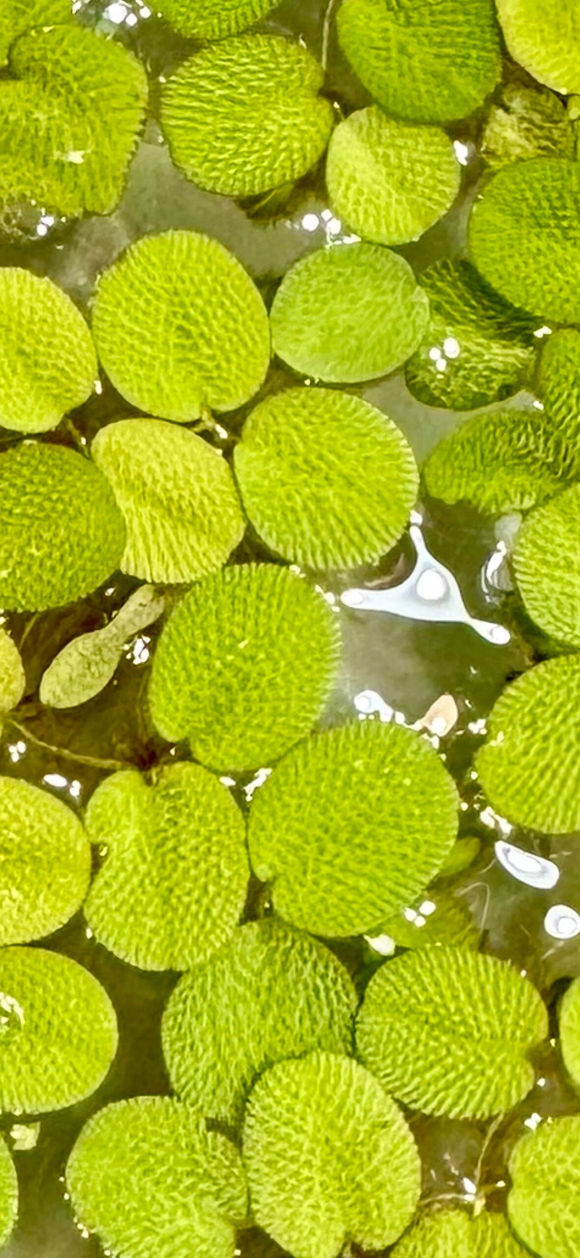 Salvinia closeup 