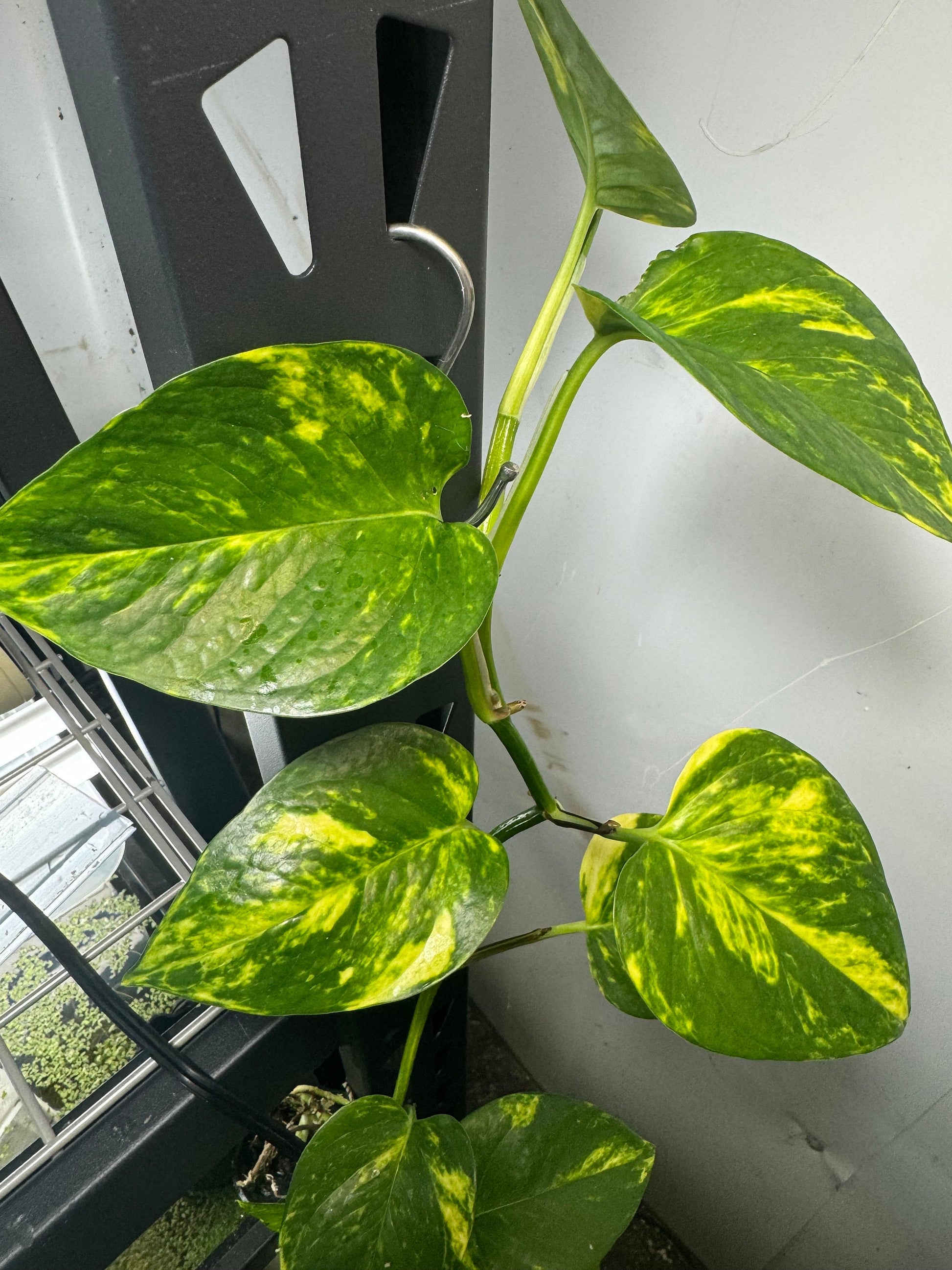houseplant cutting