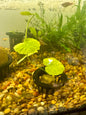 Hydrocotyle Pennywort Live Aquatic Stem Plant in a Pot