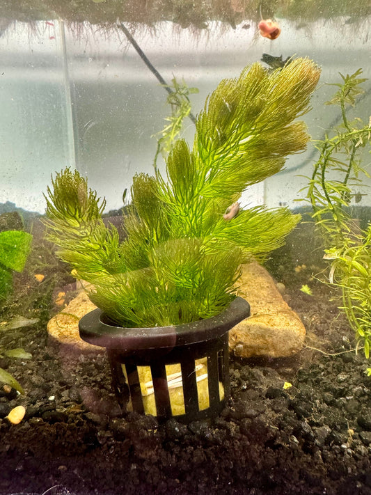 Hornwort, Ceratophyllum Demersum Potted Plant