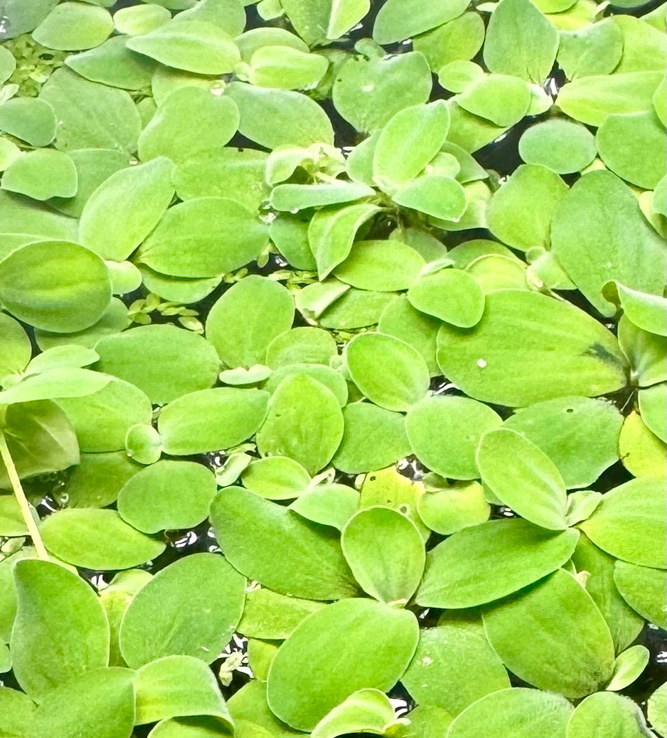 May include: A close-up image of a green aquatic plant with many round leaves floating on the surface of the water.