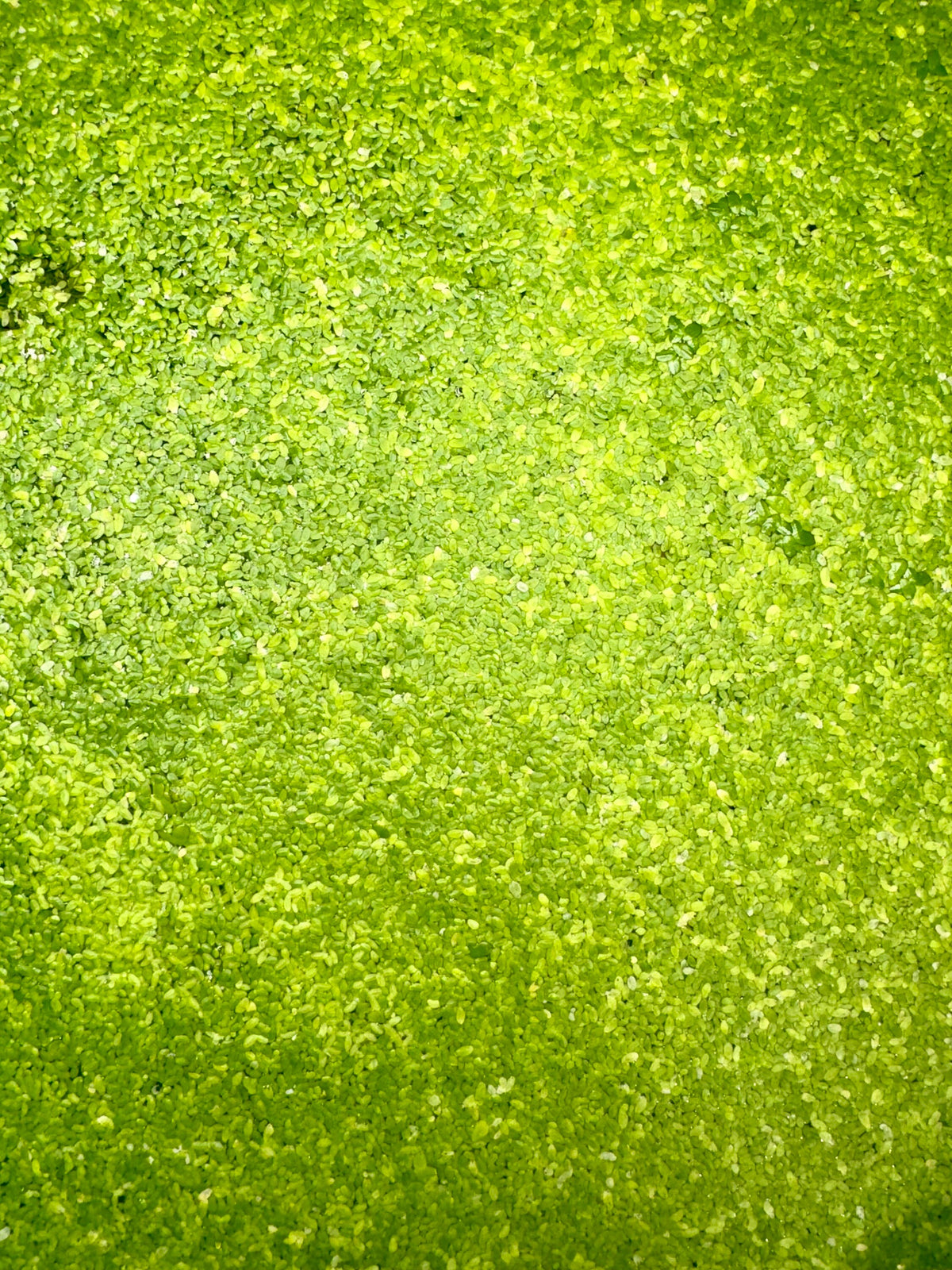 Close-up of live Duckweed (Lemna minor) floating on aquarium water, showing clusters of tiny green leaves — a fast-growing floating plant ideal for betta, shrimp, and freshwater aquariums that provides shade, reduces algae, and improves water quality.