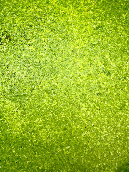 Close-up of live Duckweed (Lemna minor) floating on aquarium water, showing clusters of tiny green leaves — a fast-growing floating plant ideal for betta, shrimp, and freshwater aquariums that provides shade, reduces algae, and improves water quality.