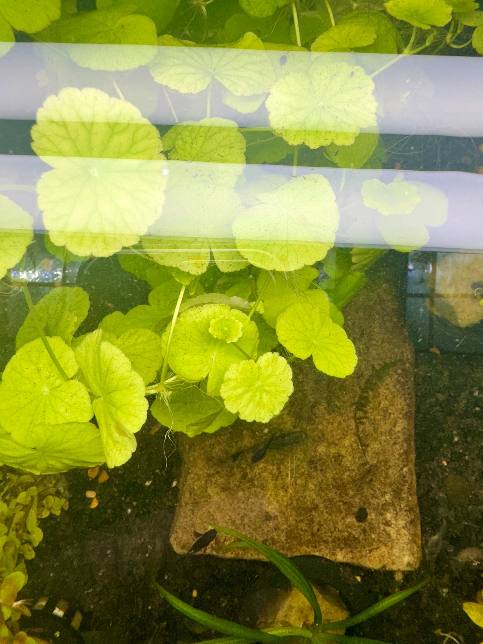 Hydrocotyle Pennywort Live Aquatic Stem Plant in a Pot