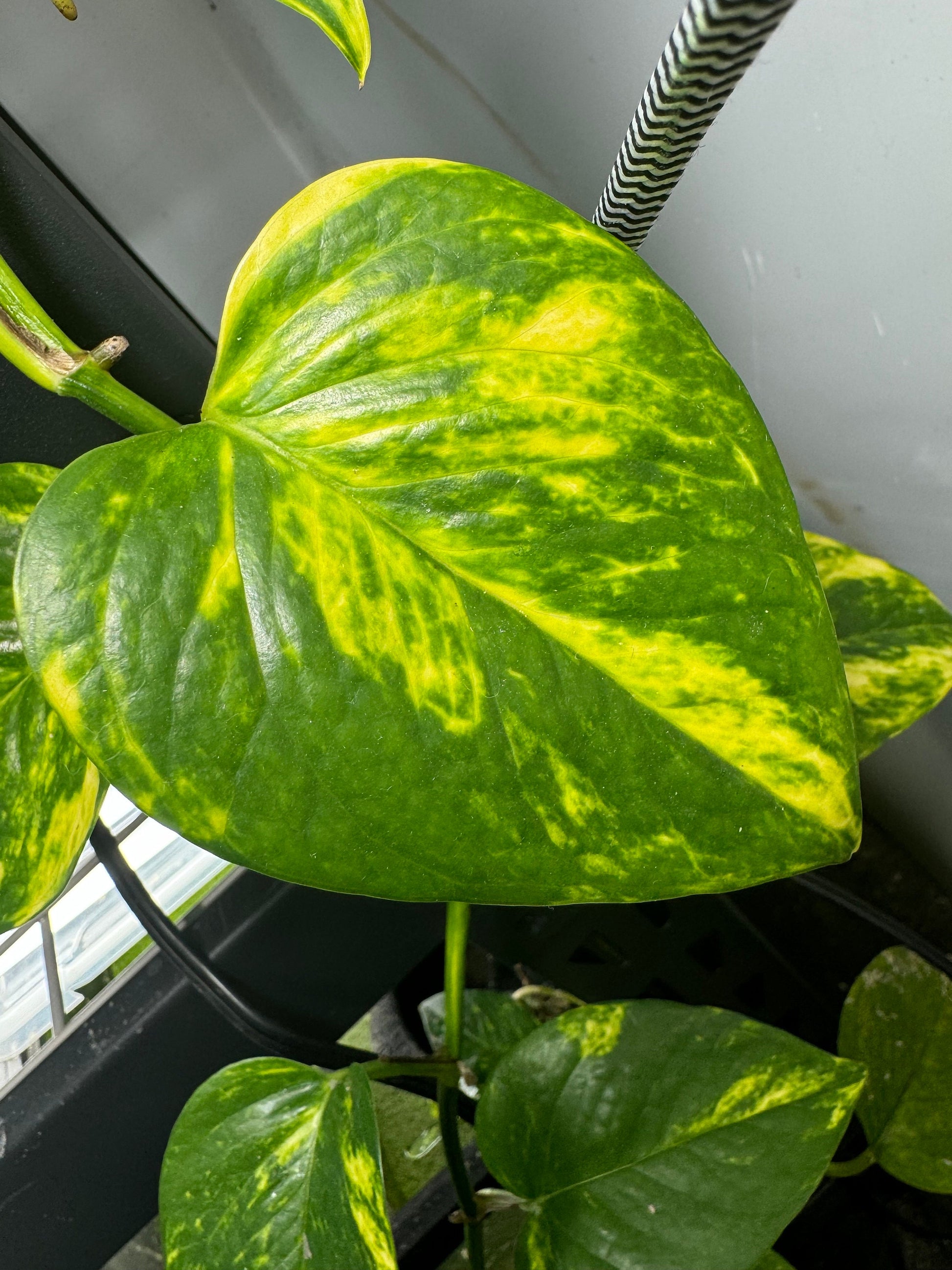 pothos closeup