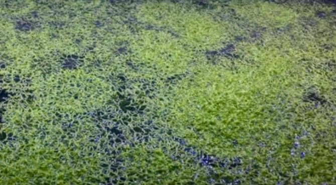 2 Riccia Fluitans (Crystalwort) Qaurter Size Plants. Live Aquatic Floating Plant. Terrarium Plant