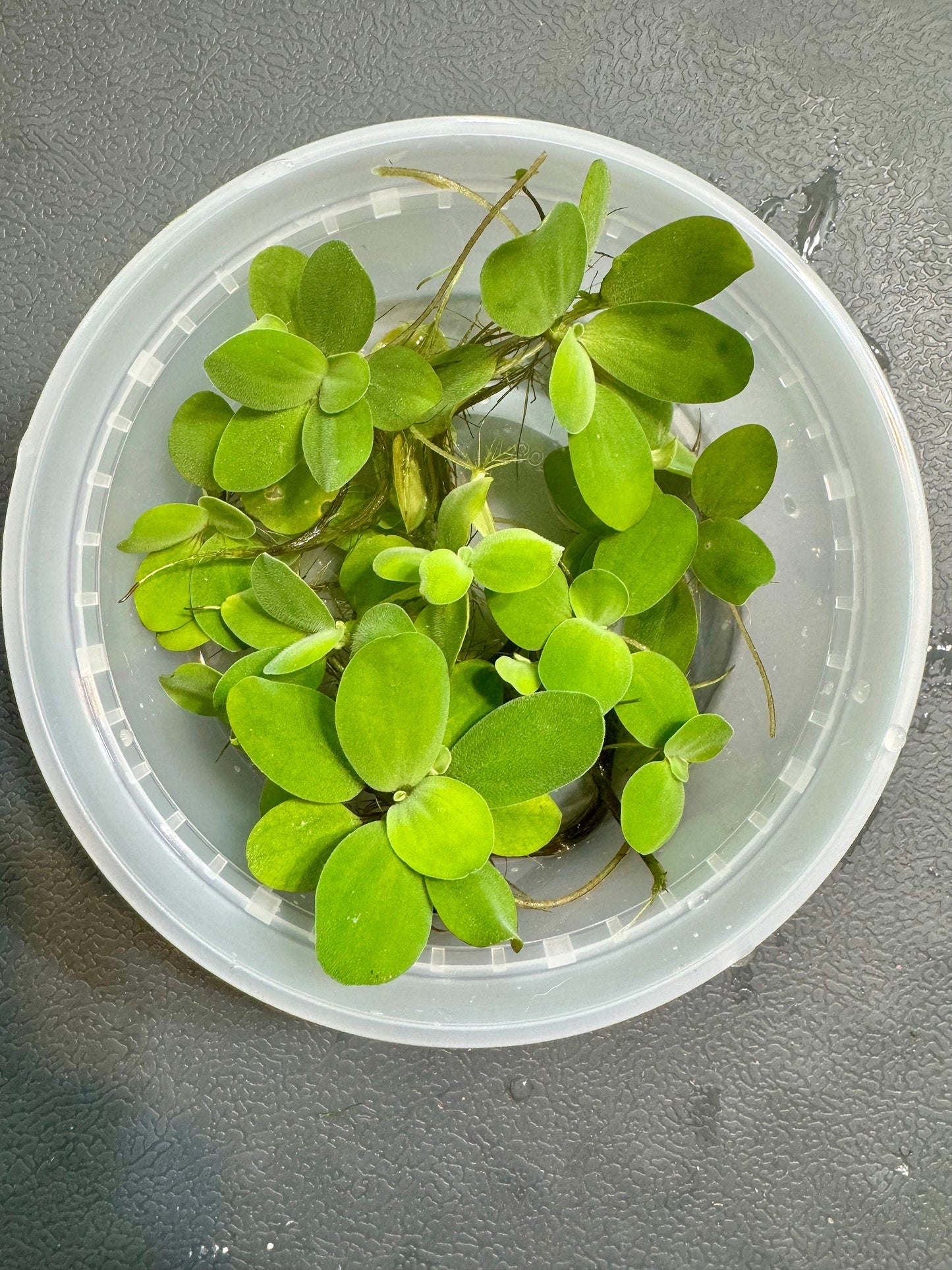 May include: A close-up of a clear plastic container filled with water lettuce with long stems and oval leaves.