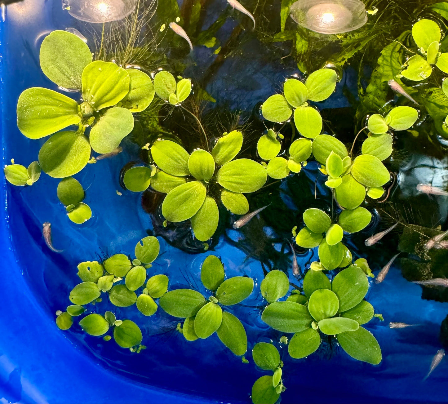 May include: A blue plastic container filled with water lettuce. The plants are floating in the water and have a variety of shapes and sizes. There are also small white fish swimming in the water.