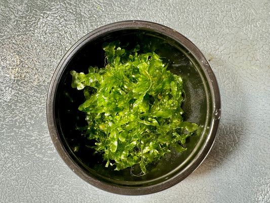 Subwassertang Moss Golf Ball Size Round Pellia Loma Fern Live Aquatic Floating or Forefround Plant