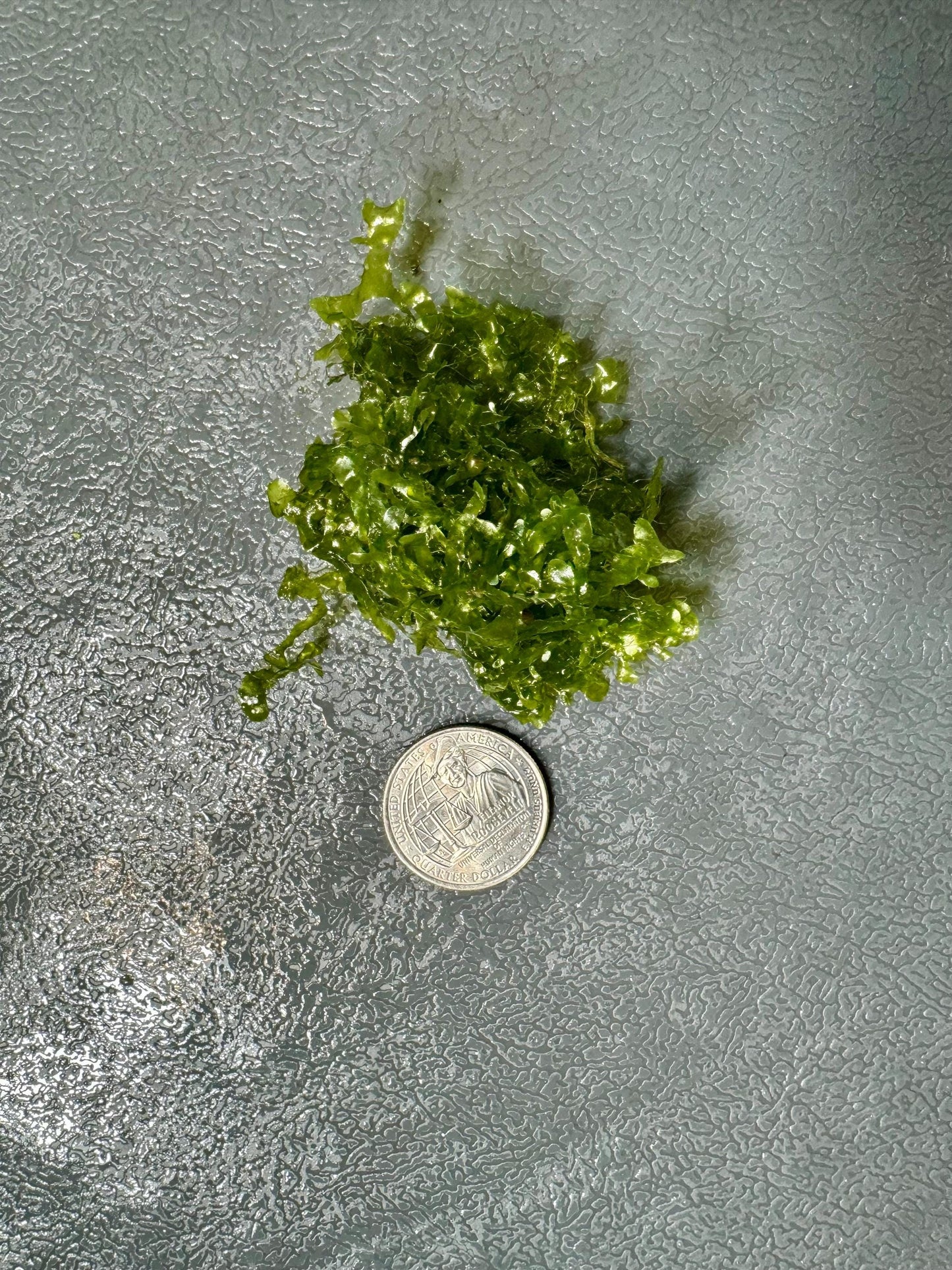 Subwassertang Moss Golf Ball Size Round Pellia Loma Fern Live Aquatic Floating or Forefround Plant